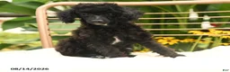 Toy Poodle dogs for sale: Quinton - Ad 1