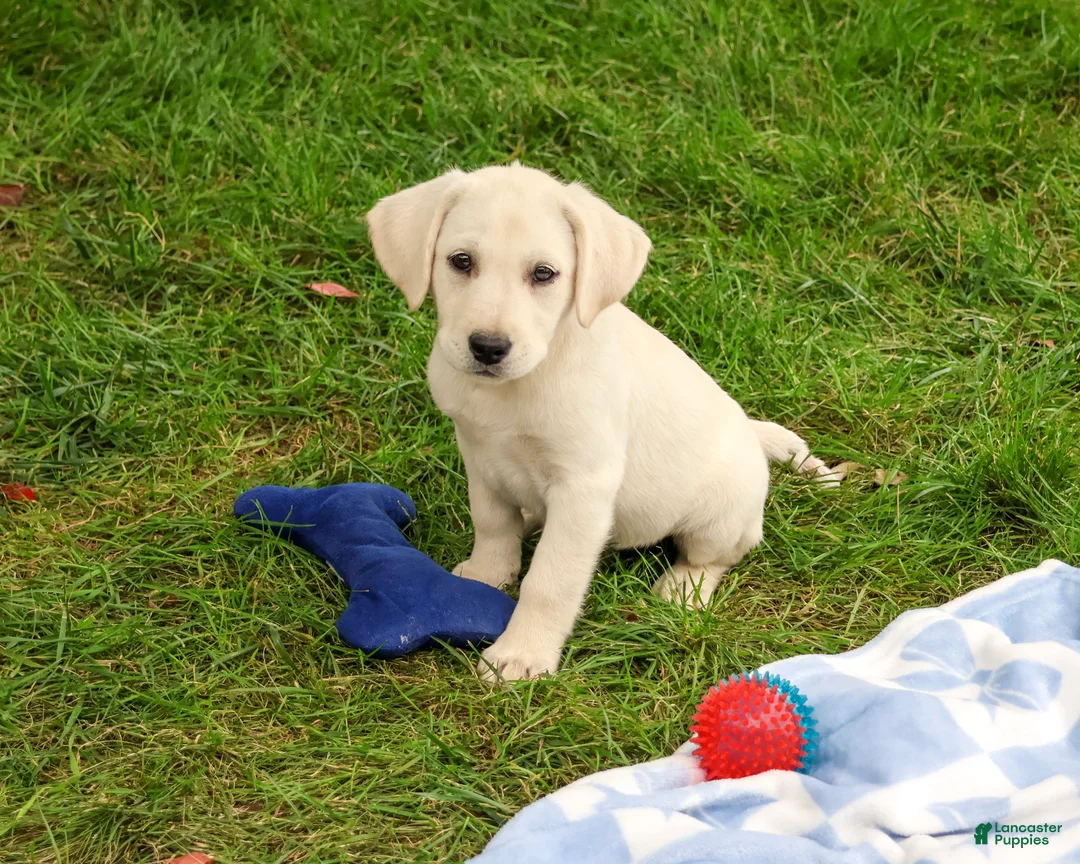 Labrador Retriever dogs for sale: Rambo - Ad 1