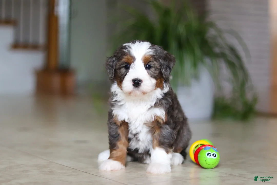Mini Bernedoodle dogs for sale: Makenzie - Ad 2