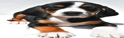 Beagle dogs for sale: Rhoda - Ad 3