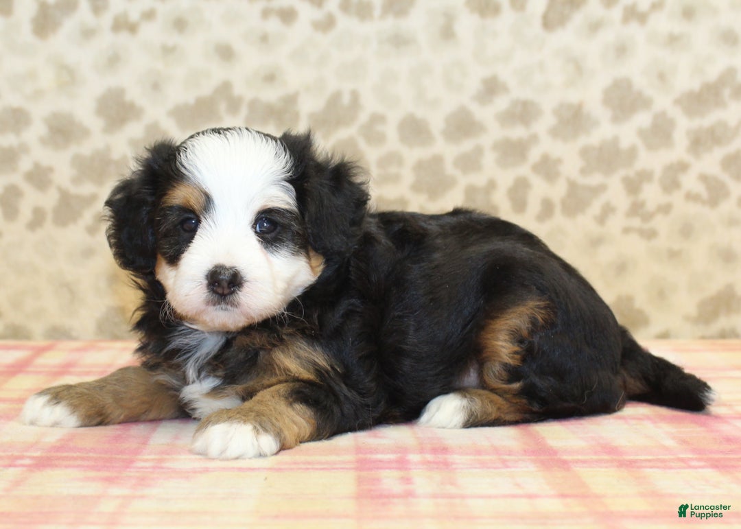 Mini Bernedoodle dogs for sale: Nate - Ad 16