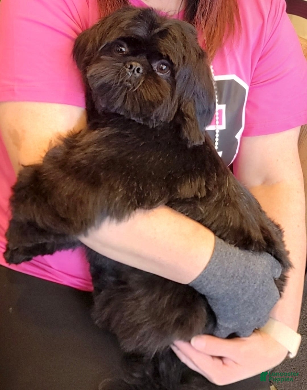 Shih Tzu dogs for sale: Buttons - Ad 12