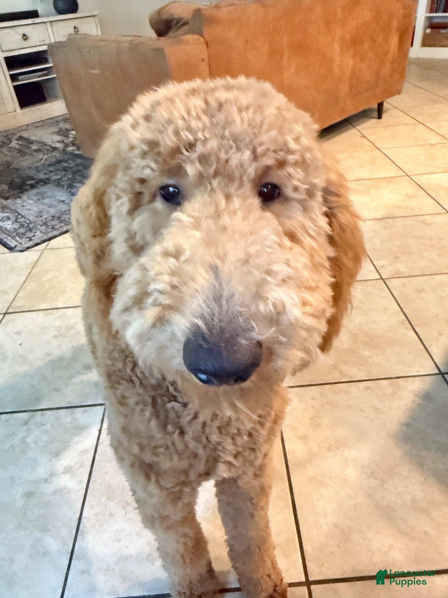 Goldendoodle dogs Goldendoodle 1 - Ad 2