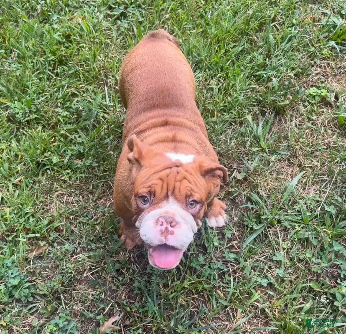 English Bulldog dogs for sale: Jimmy - Ad 4