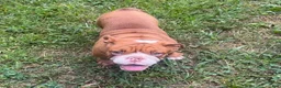 English Bulldog dogs for sale: Jimmy - Ad 1