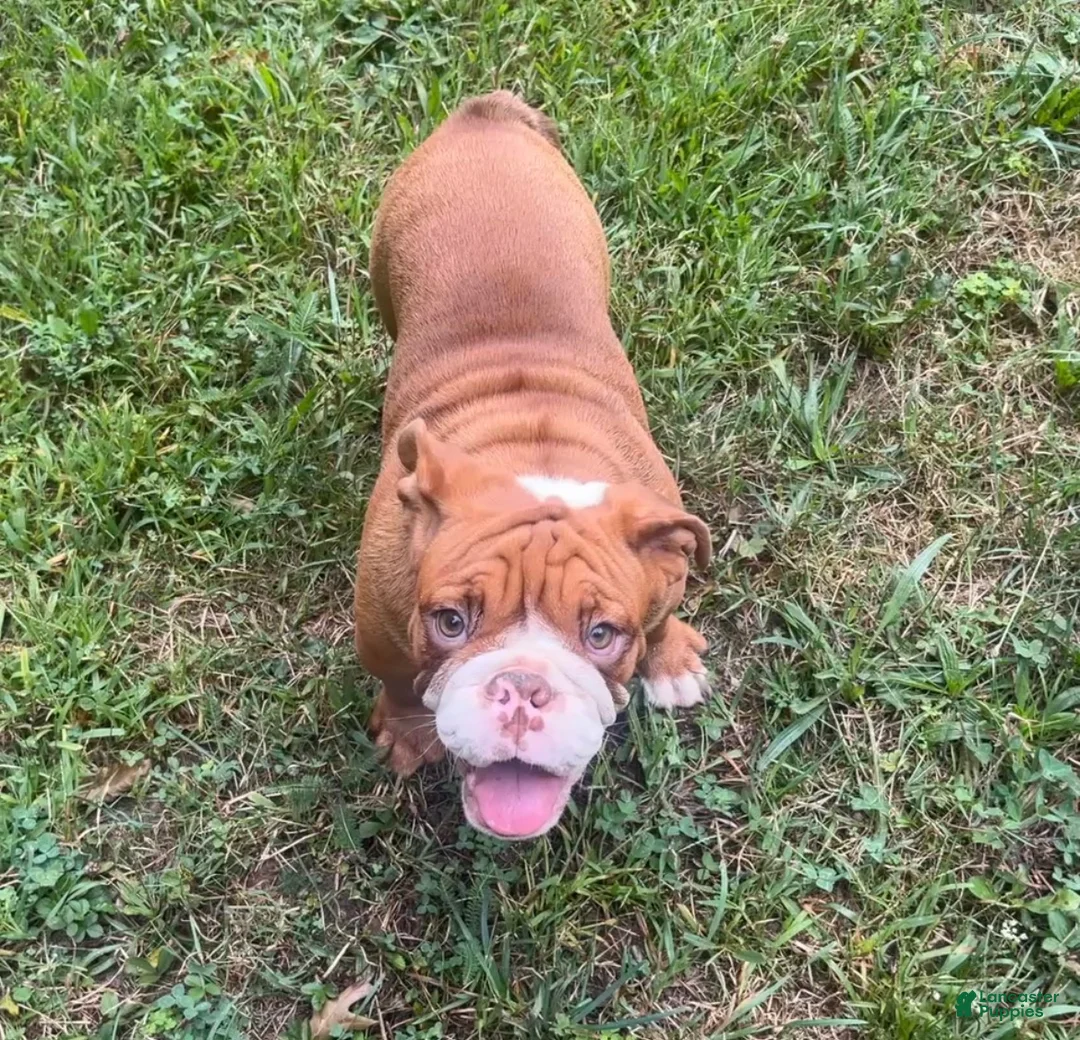 English Bulldog dogs for sale: Jimmy - Ad 1
