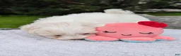 Maltese dogs for sale: Nick - Ad 23
