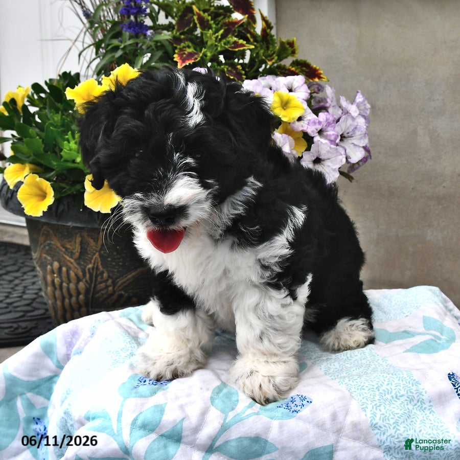 Mini Aussiedoodle dogs Tonya - Ad 2
