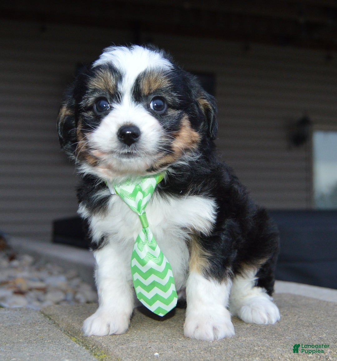 Mini Aussiedoodle dogs for sale: Mini Arlo - Ad 3