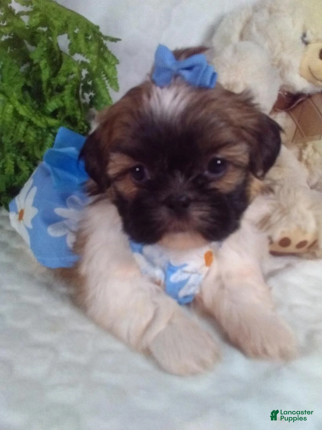 Shih Tzu dogs for sale: Honey - Ad 2