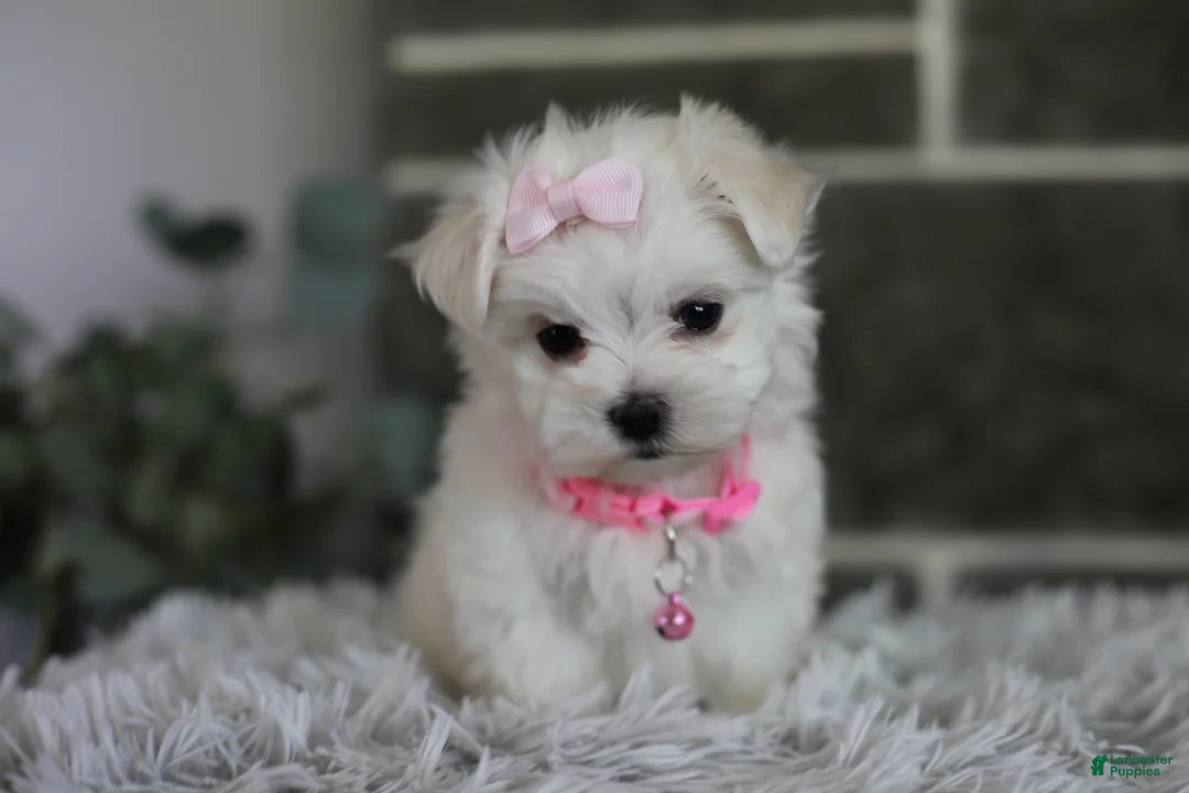 Maltipoo dogs for sale: Angel - Ad 2