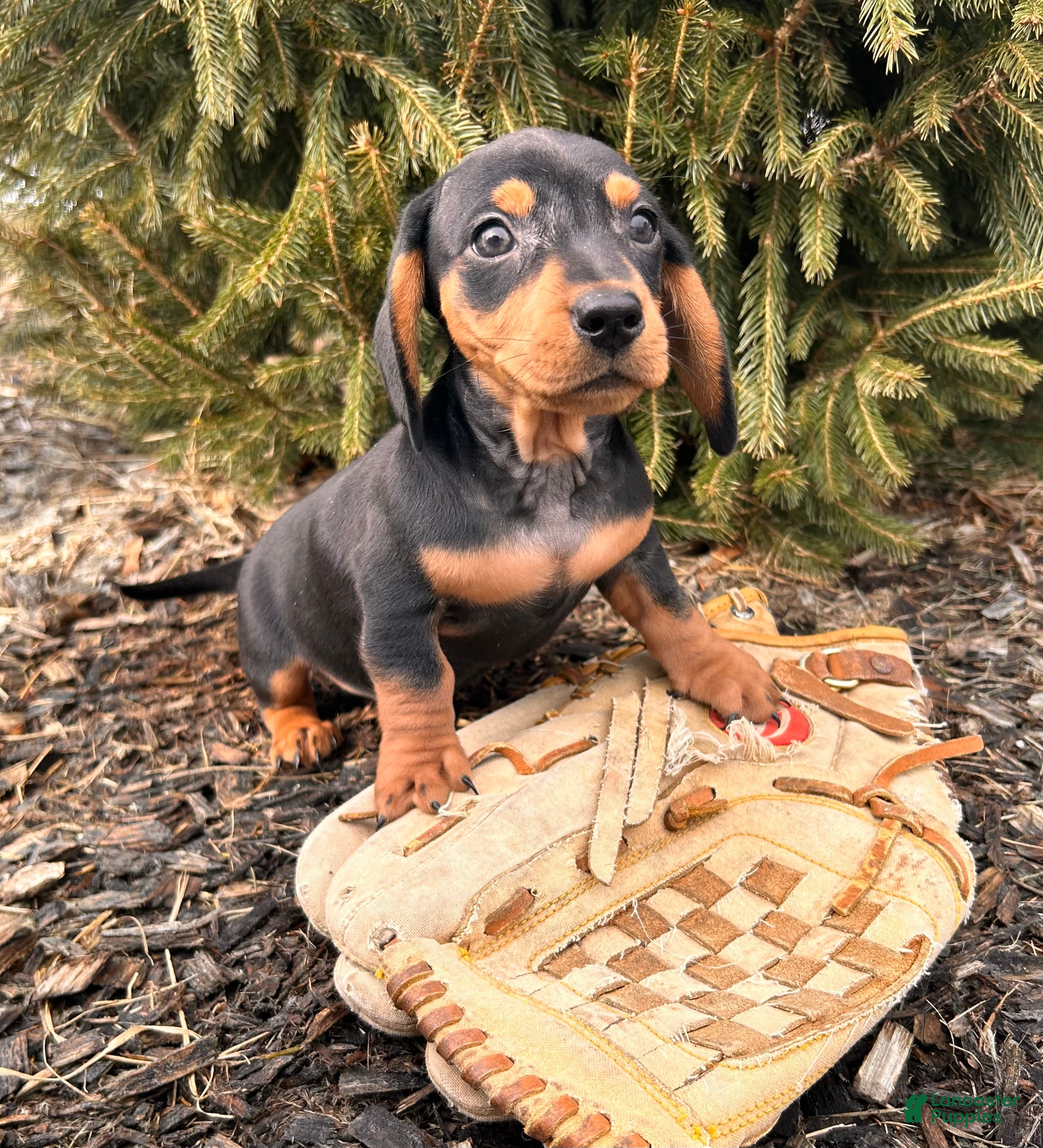 Miniature Dachshund dogs Chuck - Ad 2
