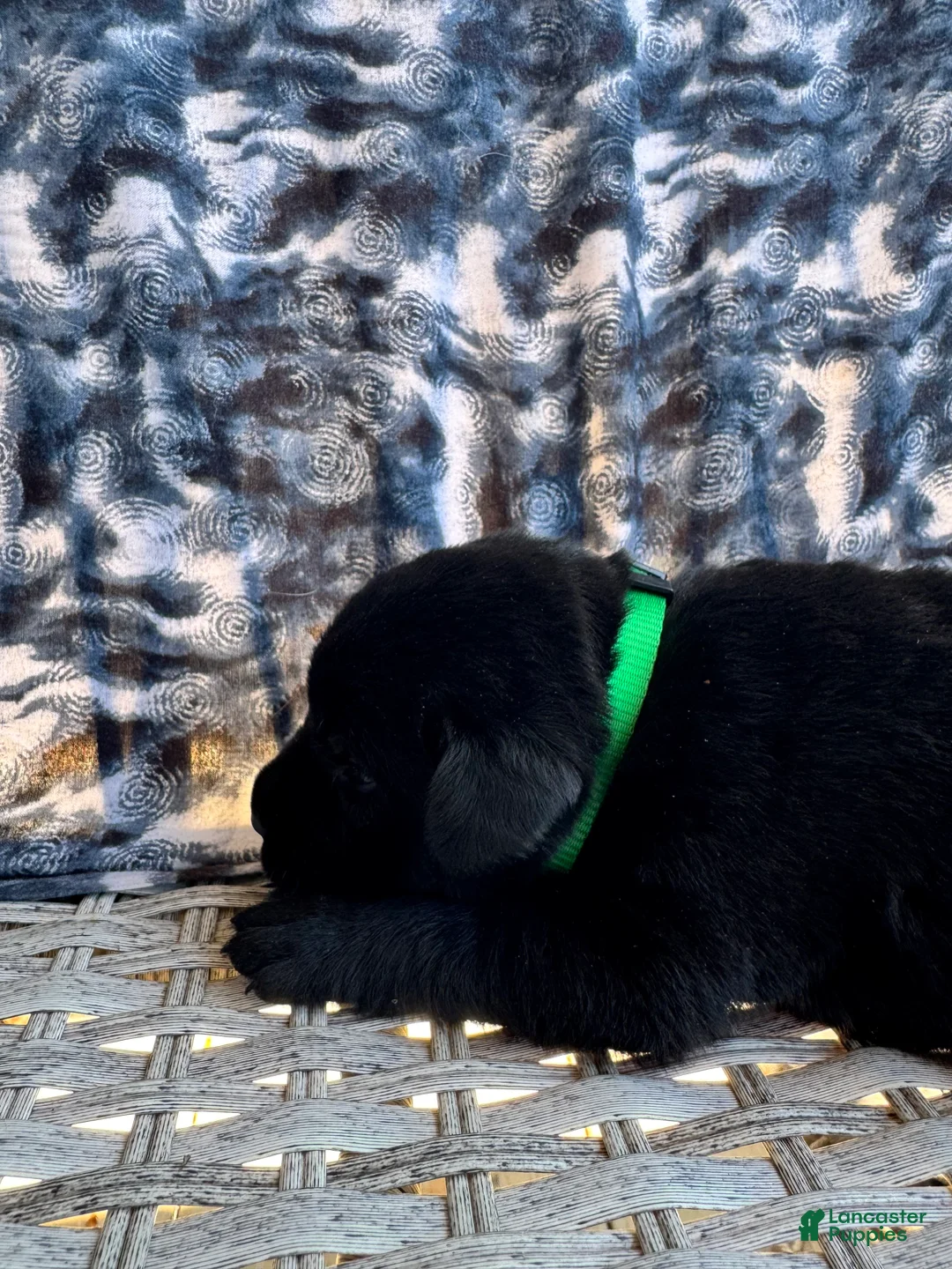 Labrador Retriever dogs for sale: Brownie 💚 - Ad 2
