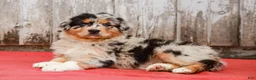 Australian Shepherd dogs for sale: Jackie - Ad 4