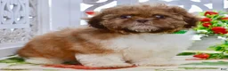 Shih Tzu dogs for sale: Brett - Ad 4