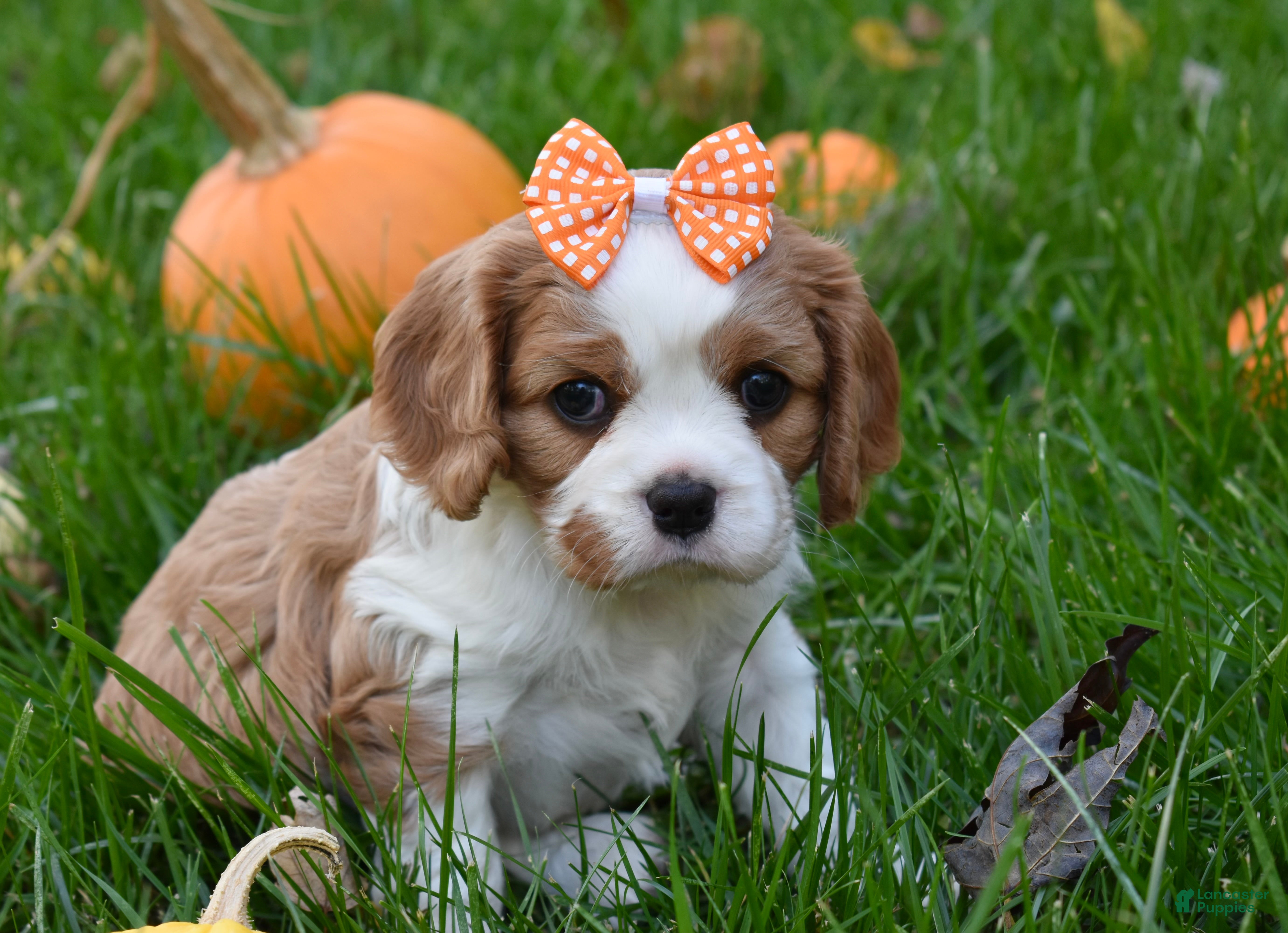 Cavalier King Charles Spaniel dogs Vera - Ad 22