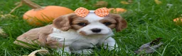 Cavalier King Charles Spaniel dogs for sale: Vera - Ad 1
