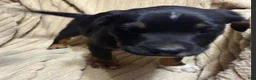 Mixed Breed dogs for sale: Baby Boy  5 - Ad 3
