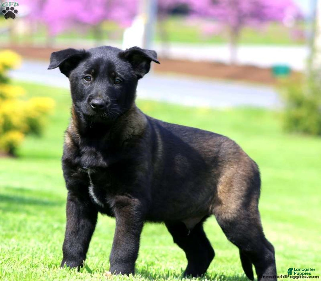 Belgian Malinois dogs for stud: Bode for stud - Ad 2