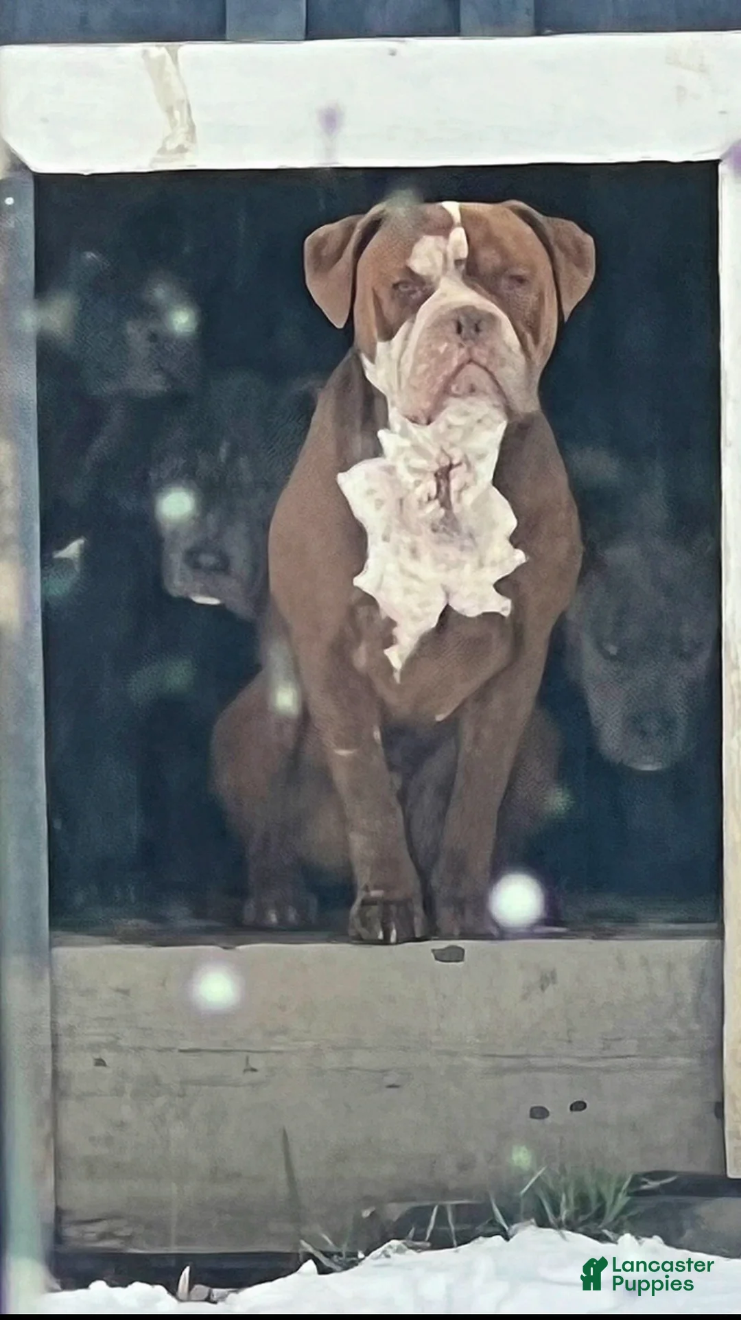 Gallery Image {{count}}