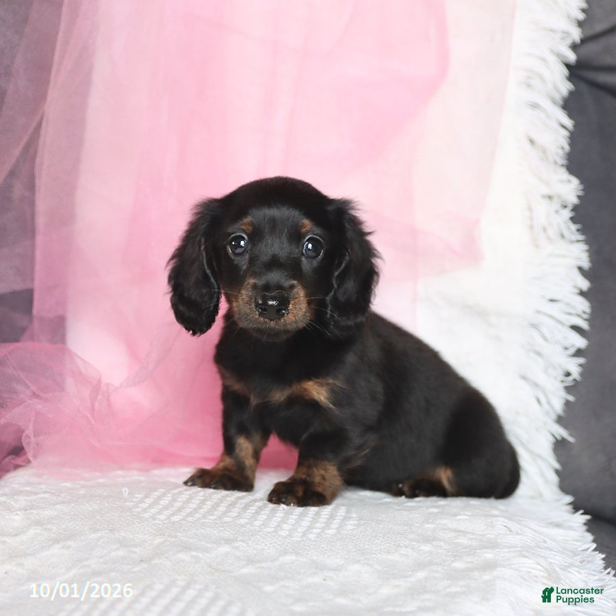 Miniature Dachshund dogs Tina  - Ad 1