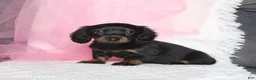 Miniature Dachshund dogs for sale: Tina  - Ad 1