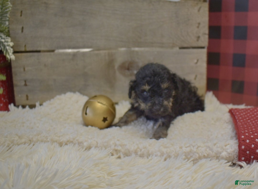 Toy Poodle dogs for sale: Kerrine - Ad 2