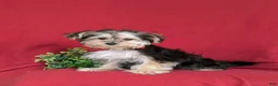 Morkie dogs for sale: Randall 6 lbs Full Grown - Ad 3