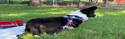 Welsh Corgi Cardigan dogs for sale: Ace FLUFFY - Ad 9