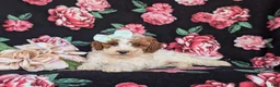 Miniature Poodle dogs for sale: Carleen - Ad 5