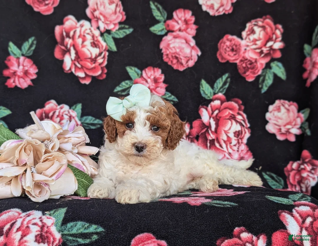 Miniature Poodle dogs for sale: Carleen - Ad 5