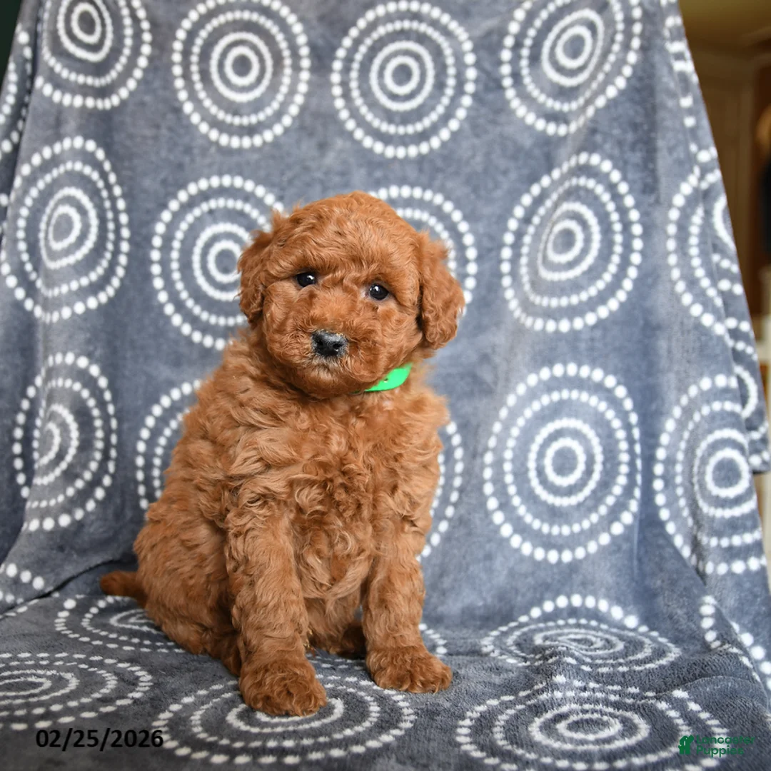 Mini Goldendoodle dogs for sale: Bentley - Ad 1