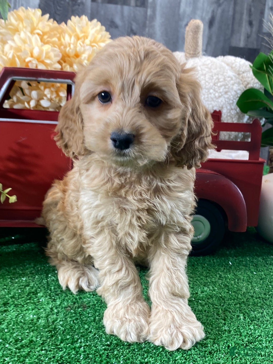 Cockapoo dogs for sale: Nala - Ad 3