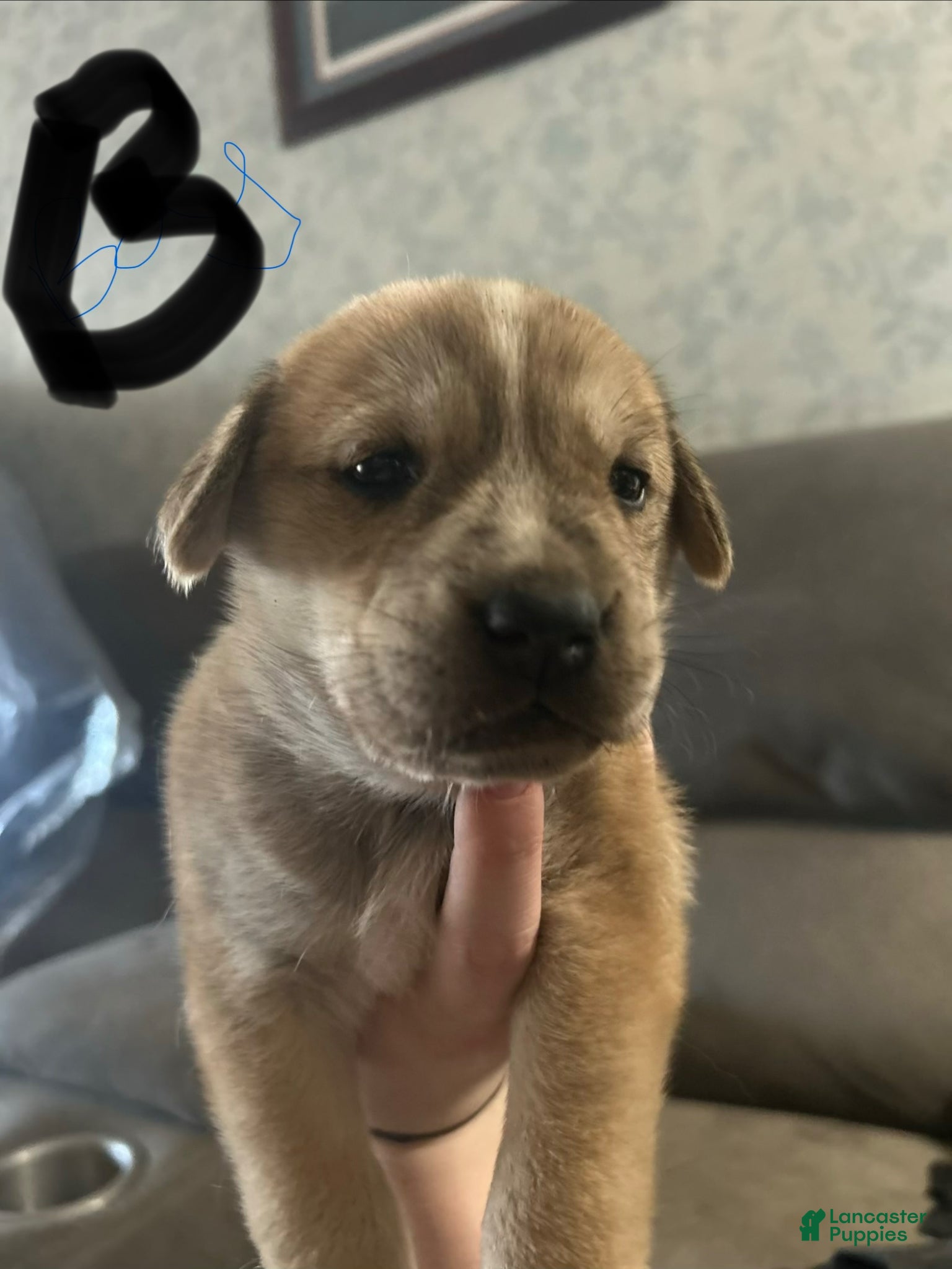 Mixed Breed dogs Mixed Breed Puppy 1 - Ad 2