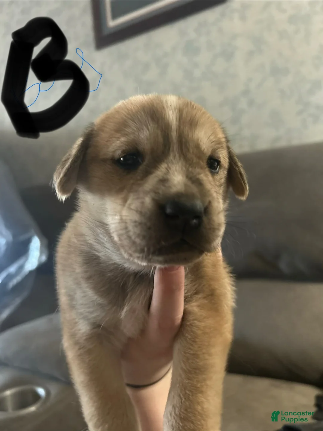 Mixed Breed dogs for sale: Mixed Breed Puppy 1 - Ad 1