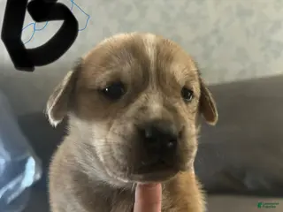 Mixed Breed dogs Mixed Breed Puppy 1 - Ad 4