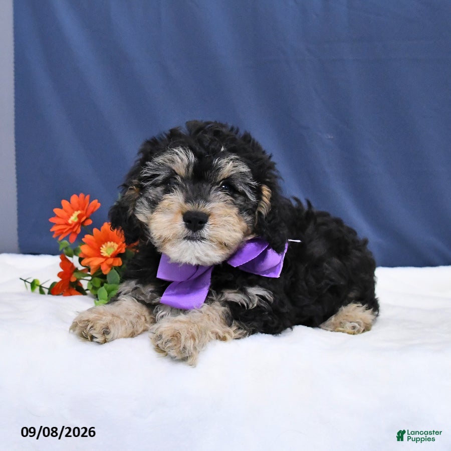 Cavapoo dogs Ozzy - Ad 2