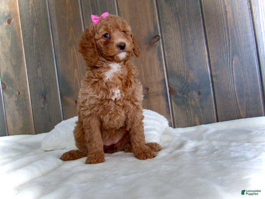 Mini Goldendoodle dogs for sale: Chloe - Ad 21