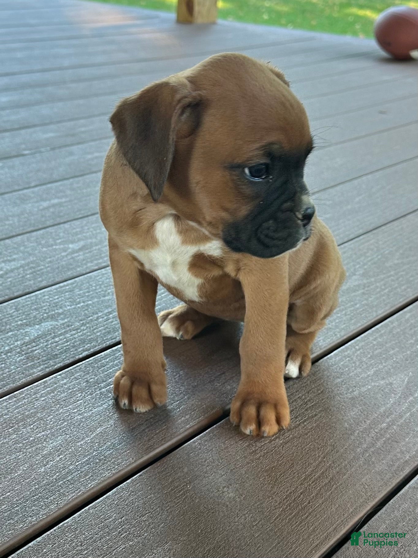 Boxer dogs Sadie - Ad 1