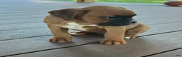 Boxer dogs for sale: Sadie - Ad 7