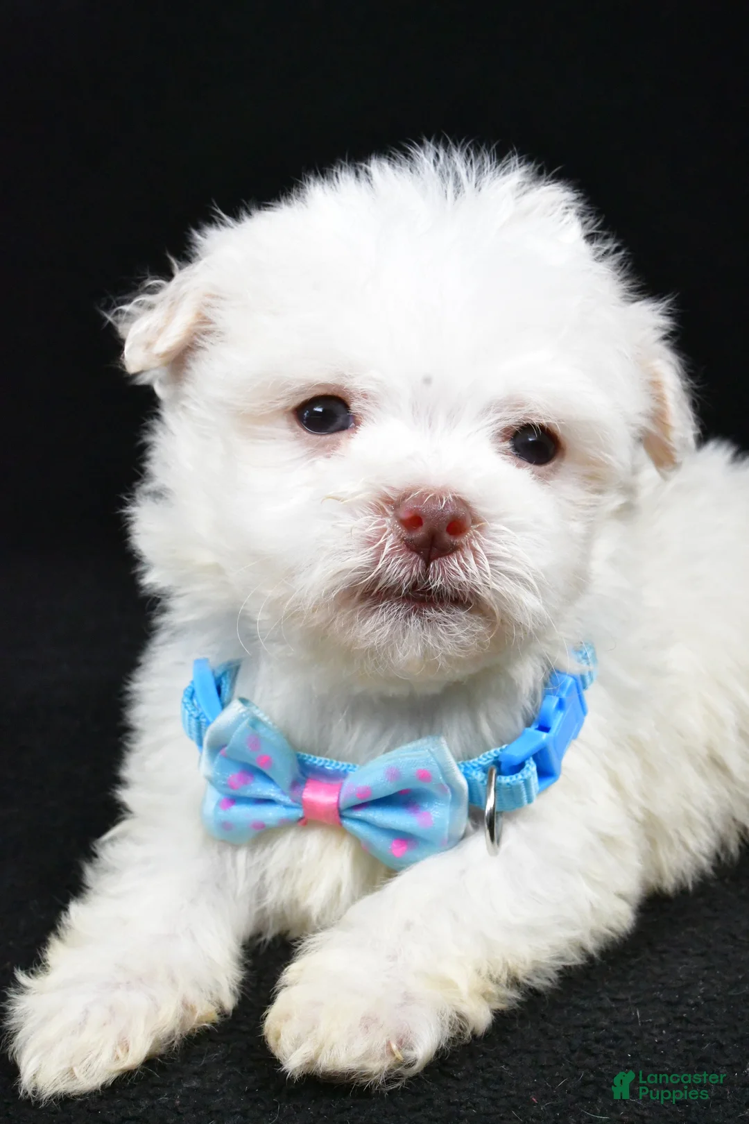 Havanese dogs for sale: Charles - Ad 5