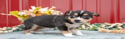 Jack Chi dogs for sale: Lauren - Ad 3