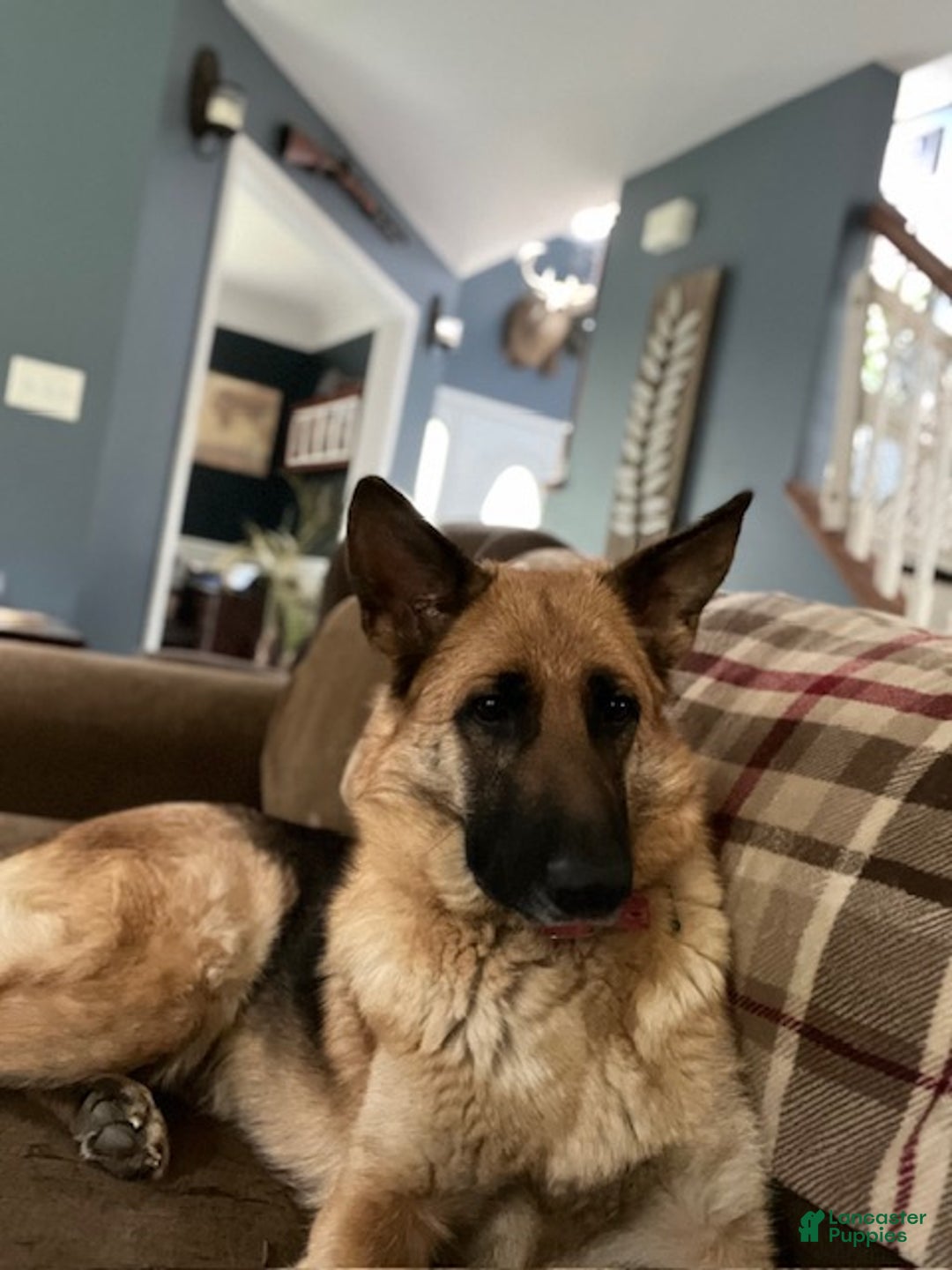 Gallery Image {{count}}