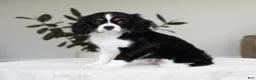 Cavalier King Charles Spaniel dogs for sale: Molly - Ad 5