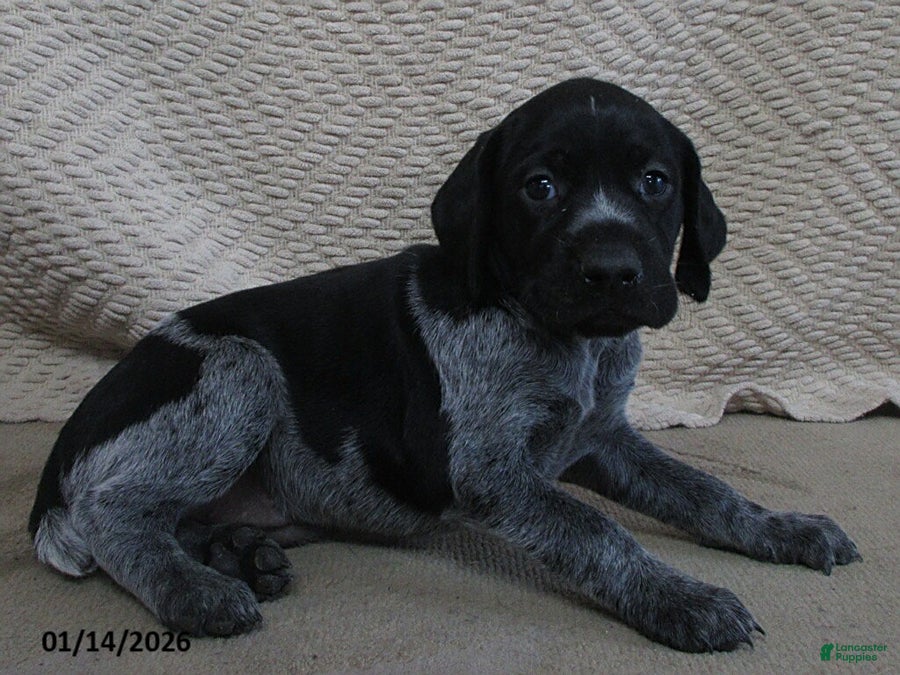 German Shorthaired Pointer dogs Patricia - Ad 32