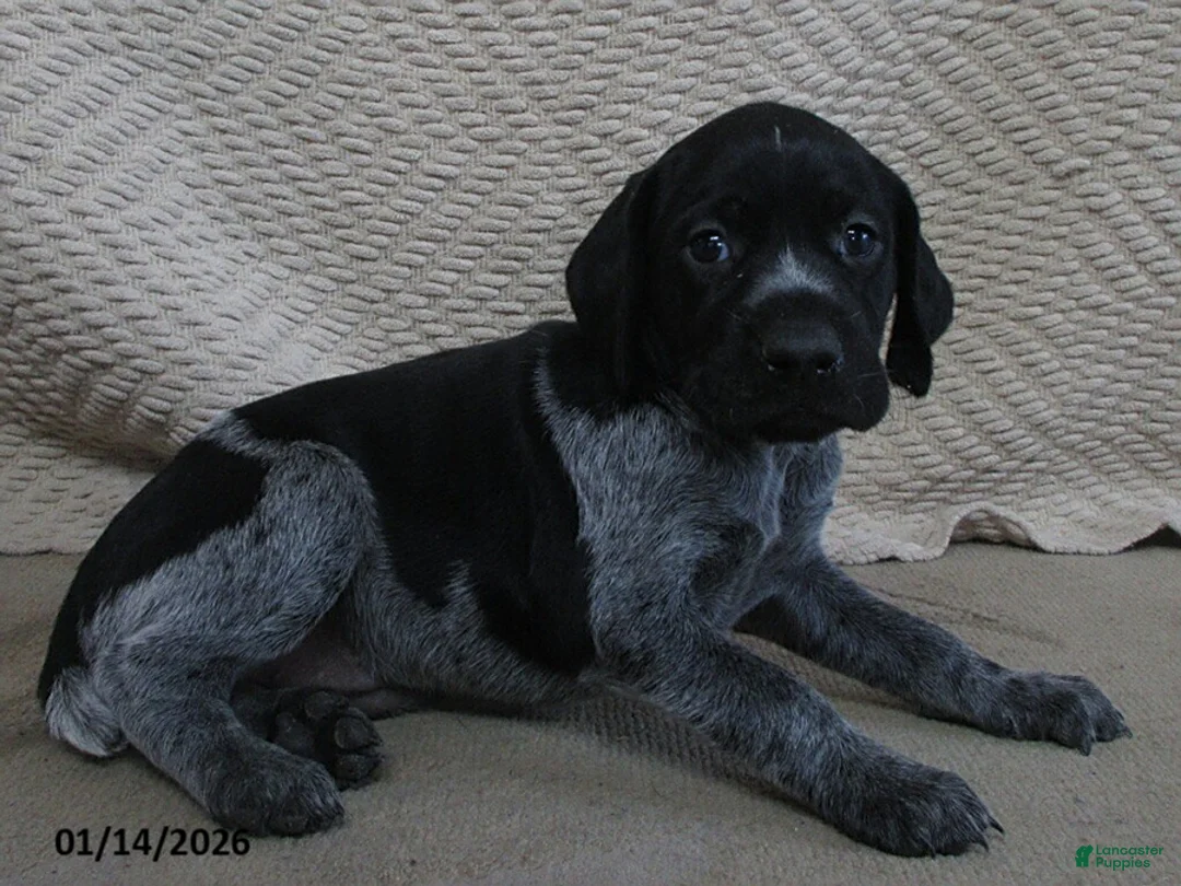 German Shorthaired Pointer dogs for sale: Patricia - Ad 1