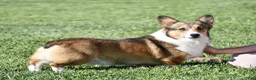 Welsh Corgi Pembroke dogs for sale: Chanel(triple clear) AKC - Ad 13