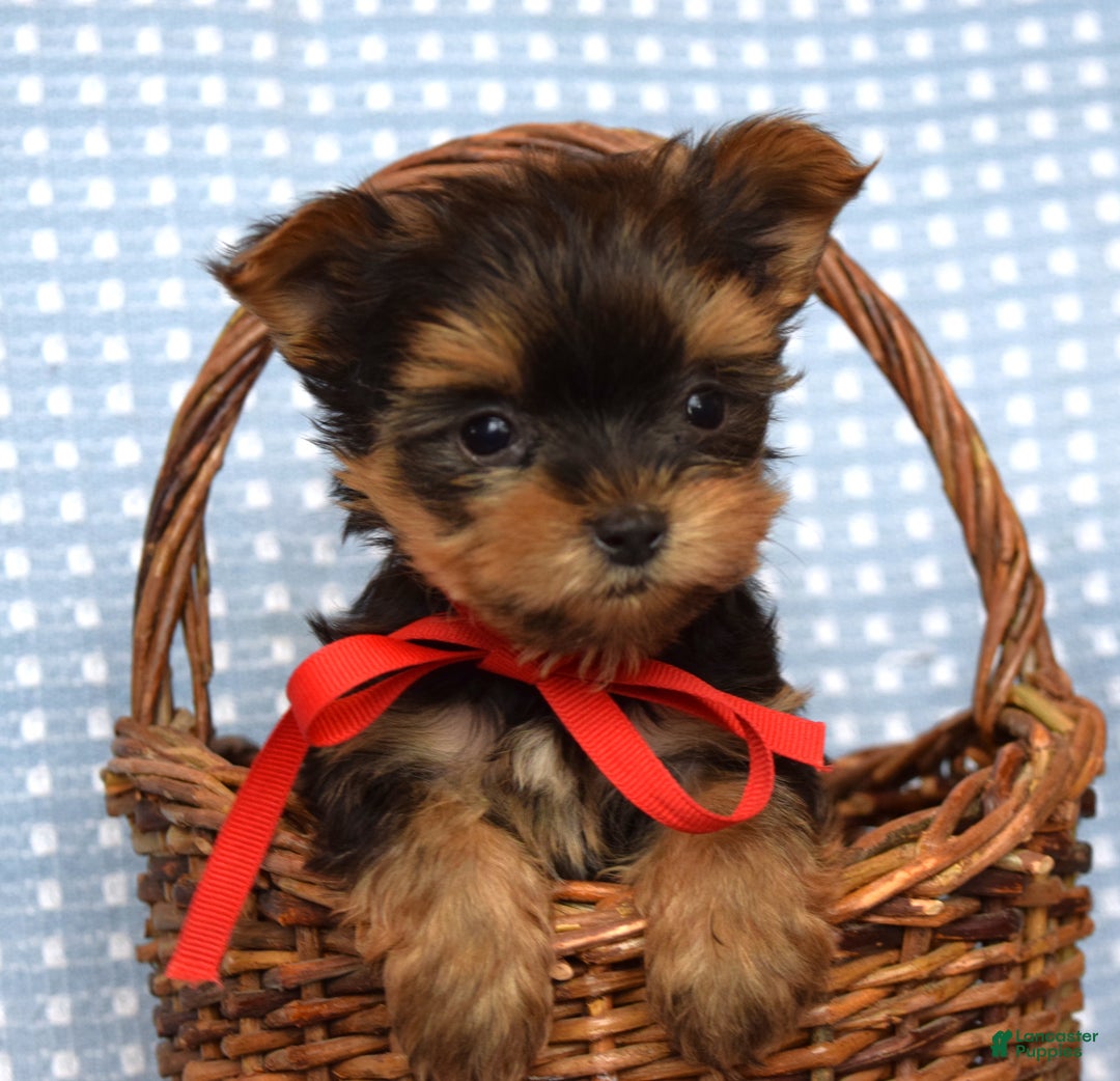 Yorkshire Terrier dogs for sale: Cooper - Ad 8