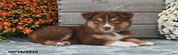 Australian Shepherd dogs for sale: Ivy - Ad 3