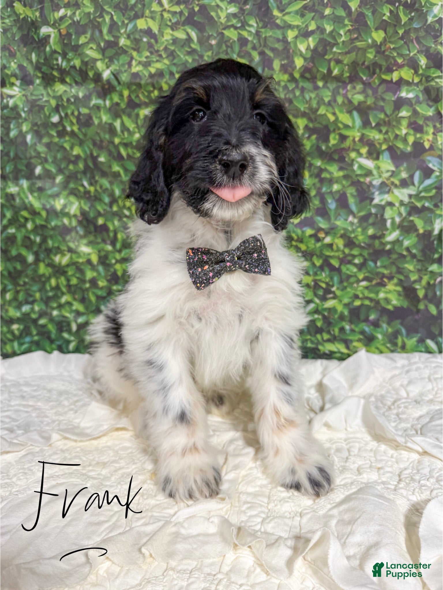 Mini Bernedoodle dogs Frank - Ad 10